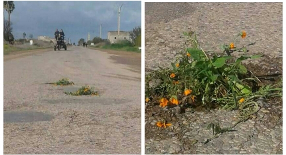 أصحاب السيارات ومواطنون يسخرون من طريق تعود لعهد الاستعمار ويزرعون بها النباتات والأزهار
