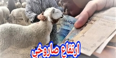 ارتفاع تاريخي وغير مسبوق فأسعار الغنم وخاص شي حل!…  الكسابة يبررون بغلاء العلف وقلة التساقطات، أما “الشناقة” دارو مابغاو ولا رحمة ولا شفقة في قلوبهم اتجاه المواطن الدرويش