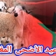 عيد الأضحى في المغرب… من سنة نبوية إلى طقس إجتماعي شبه إلزامي!