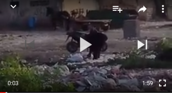خطير وهامناش تاتاكلو  … فيديو يوثق جزار ببني ملال يذبح بيبي وسط مزبلة والمراقبة “تاتشخر” – فيديو صادم-