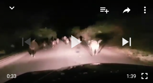 بالفيديو… تاكسي نيوز توثق لحظات خروج قطيع هائل من الخنزير البري وقطعه للطريق
