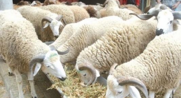 المكتب المسير لرجاء بني ملال يفي بوعده ويصرف للاعبين منحة عيد الأضحى