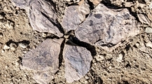 علماء اثار باحثون يعثرون في تشيلي على بقايا 4 ديناصورات تُكتشف للمرة الأولى