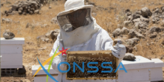 “ONSSA” حول اختفاء النحل من المناحل ببعض المناطق :” ظاهرة جديدة والمرض مستبعد فيها “(بلاغ)