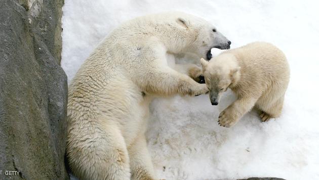 MOSCOW - AUGUST 7: Polar bears play together as they enjoy artificial snow while in their enclosure at the Moscow Zoo August 7, 2003 in Moscow, Russia. The zoo, prompted by Moscow Mayor Yuri Luzhkov, has installed a new Russian-made high-tech compressor which makes artificial snow. The artificial snow, consisting of snowflakes or pulverized chunks of frozen water, enables the bears to enjoy an environment as close to their natural habitat as possible. (Photo by Oleg Nikishin/Getty Images)