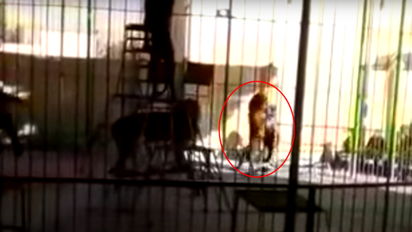 فيديو صادم … أسد يفترس مدربه أمام الأطفال في مصر