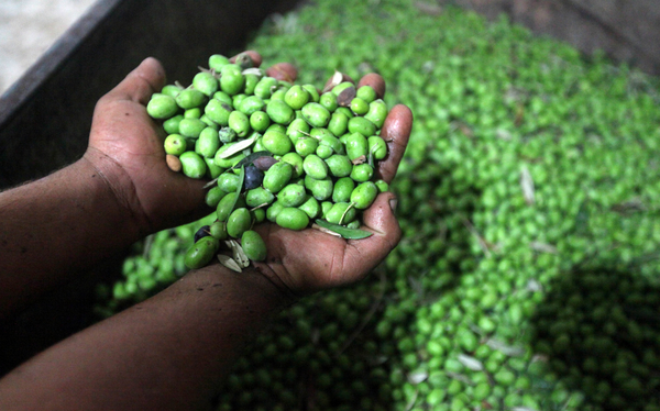 A Palestinian worker washes the olives before extracting in an olive press in Gaza City on Oct. 12, 2012. Agriculture is a major sector of the Palestinian economy, employing a large part Palestinians. Photo by Majdi Fathi