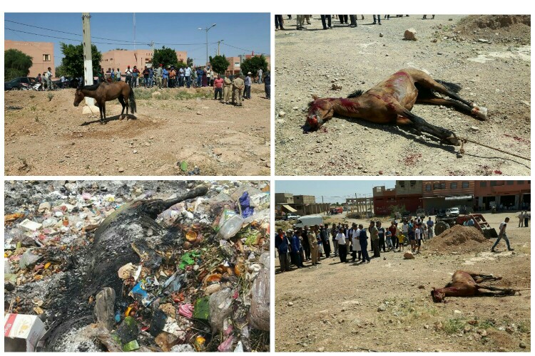 المركز المغربي لحقوق الانسان يضع شكاية على مكتب الوكيل العام حول قضية قتل حصان رميا بالرصاص بالشارع العام
