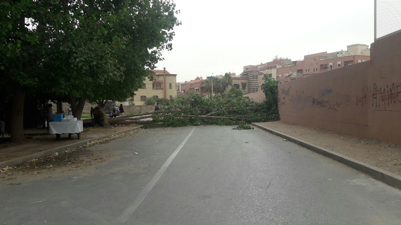 بالصور… “لعجاج” يسقط شجرة معمرة ببني ملال وهذه المرة “خرجات خير”