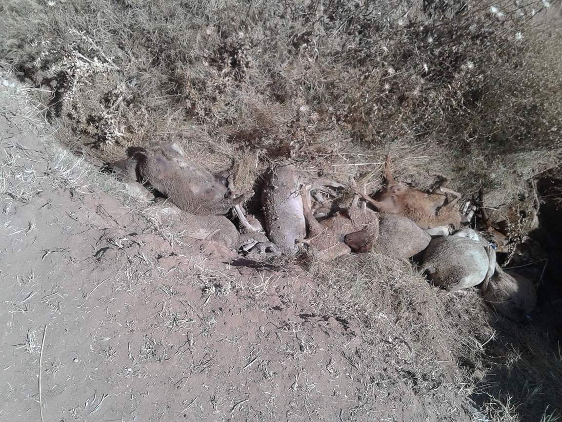آش واقع وردو بالكم… نفوق أزيد من 50 رأس من الأغنام بقصبة تادلة يثير مخاوف الفلاحين ويفتح شهية الاستغلاليين