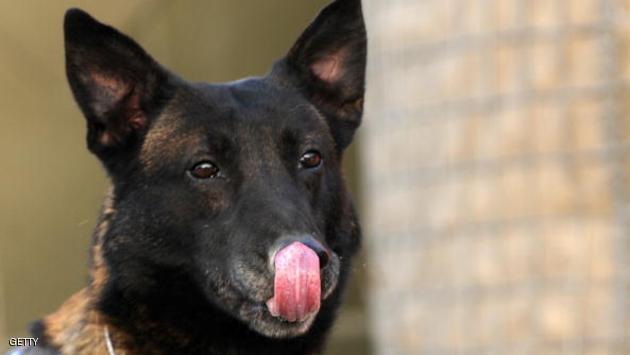 An army dog licks his nose during attack dog training at Camp Tora, a French military camp of approximately 700 troops in the Sorubi district of Kabul province on December 6, 2009. France has 3,300 troops in Afghanistan and has welcomed the new US strategy on Afghanistan, but Foreign Minister Bernard Kouchner has said there was no need to adjust France's troop levels. AFP PHOTO/Massoud HOSSAINI (Photo credit should read MASSOUD HOSSAINI/AFP/Getty Images)