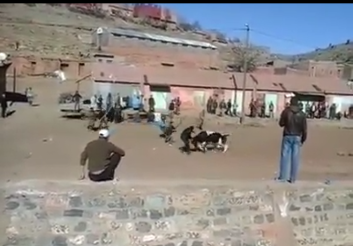 مووووت بالضحك… فيديو يشعل الفيسبوك لشبان يحاولون توقيف ثور هائج على الطريقة المغربية لمصارعة الثيران بجبال أزيلال
