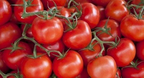 الحشرة هي تلقاها ب11درهم فسوق… “حشرة” تمنع 93 طنا من الطماطم المغربية من دخول روسيا