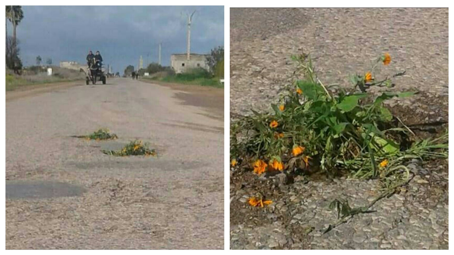 أصحاب السيارات ومواطنون يسخرون من طريق تعود لعهد الاستعمار ويزرعون بها النباتات والأزهار