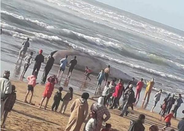 بالصور… فيسبوكيين يتداولون صورا لحوت ضخم فاجأ المواطنين بالدار البيضاء