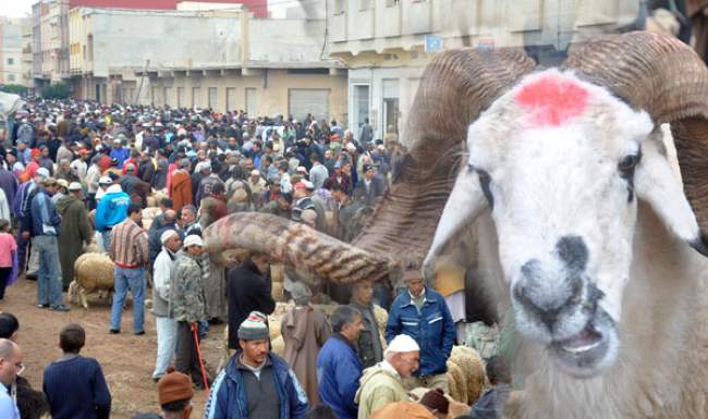  غا الله يستر مع حولي العيد… حجز أكثر من طن ونصف من مخلفات وفضلات الدجاج مخصصة لتسمين وتعليف المواشي