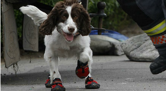 ها الانسانية ديال بصح… شرطة سويسرا تشن حملة لإلباس الكلاب أحذية خلال موجة الحر الشديد