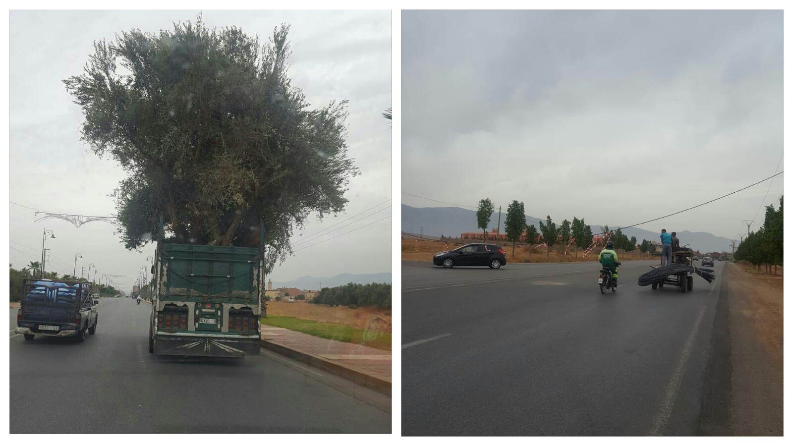 تفهم تحماق… شاحنة تنقل شجرة زيتون ضخمة تسبب في كارثة ببني ملال  -الصور-