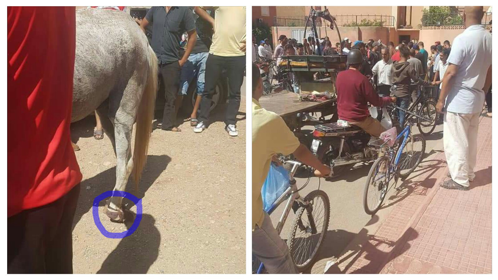 باقي لخير… قصة شاب أنقد حصان ساقه مكسورة تشعل مواقع التواصل الاجتماعي بالفقيه بن صالح -الصور-