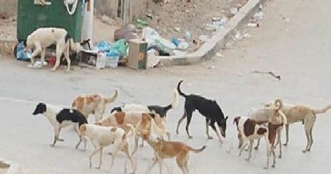 الكلاب الضالة تهدد سلامة المواطنين بأفورار وبني ملال والساكنة تناشد المسؤولين