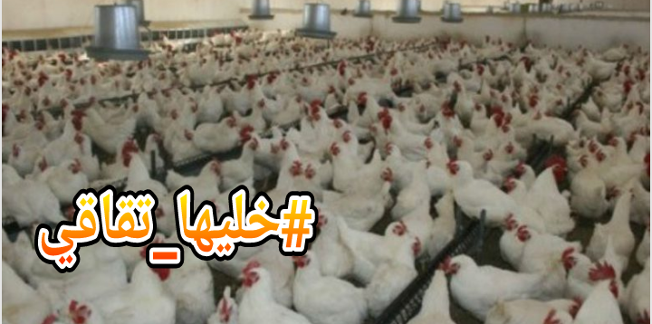 بعد ارتفاع سعره ل25 درهم للكلغ… المغاربة يصدمون الحكومة بمقاطعة الدجاج ويطلقون حملة #خليها_تقاقي
