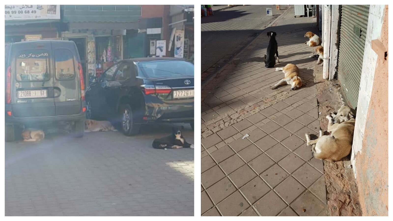مواطنون يشتكون من انتشار الكلاب الضالة بأزقة وشوارع بني ملال ويطالبون بتدخل المجلس الجماعي -الصور-