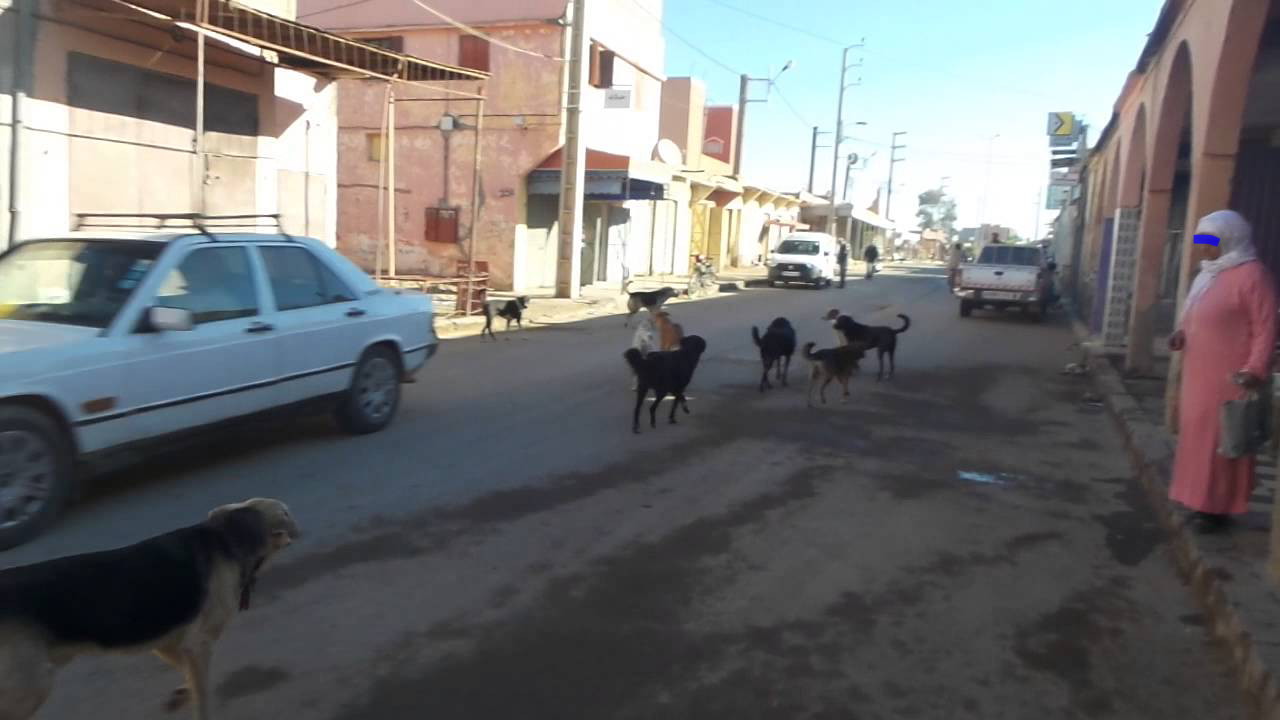 أسراب من الكلاب الضالة تهدد أمن و صحة المواطنين بمركز دار ولد زيدوح