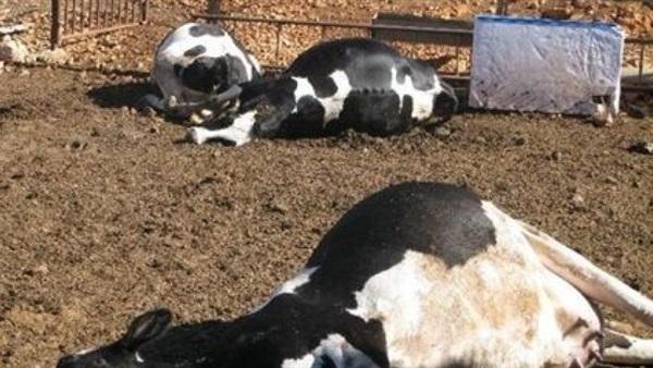 آش واقع… تخوفات من إصابة أبقار بمرض الحمى القلاعية بضيعة فلاحية بالفقيه بن صالح