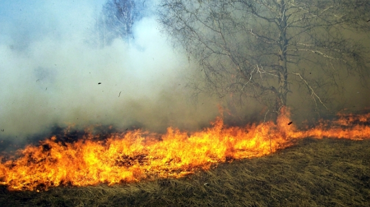 حريق مهول يأتي على حوالي 65 هكتارا من غابة “عشاشة تاسيفت” بشفشاون