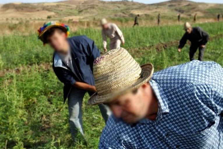 فرنسا بدورها تستعين باليد العاملة المغربية وتستعد لنقل عدد من العمال الموسميين لإنقاذ المحاصيل الفلاحية ببعض المناطق