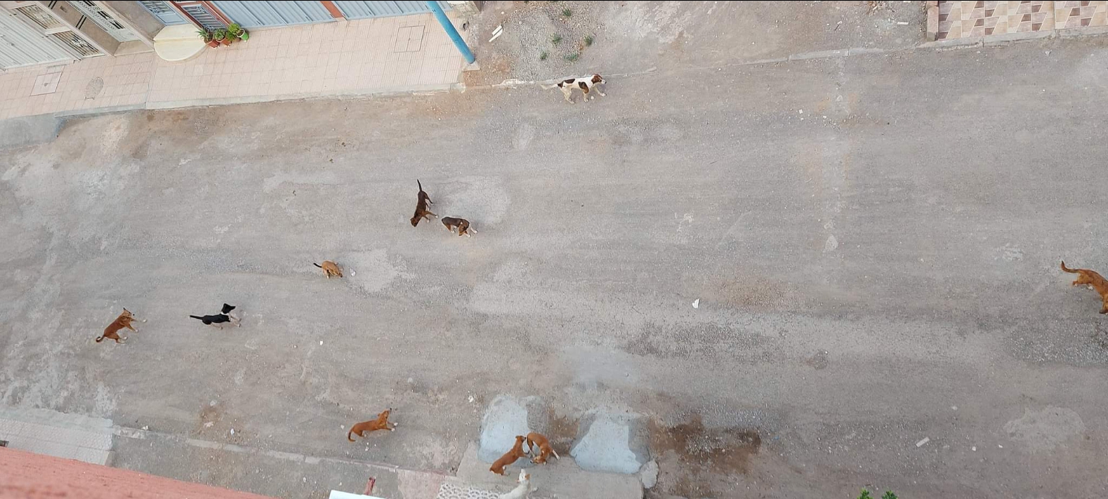 بالفيديو… مواطنون يشتكون من انتشار الكلاب الضالة وهجماتها على اطفالهم ويطالبون جماعة بني ملال بالتدخل