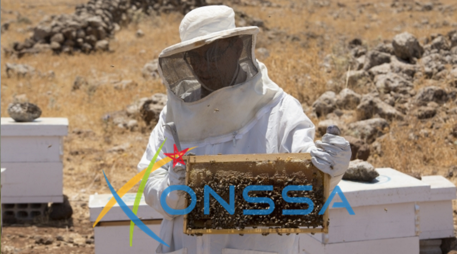 “ONSSA” حول اختفاء النحل من المناحل ببعض المناطق :” ظاهرة جديدة والمرض مستبعد فيها “(بلاغ)