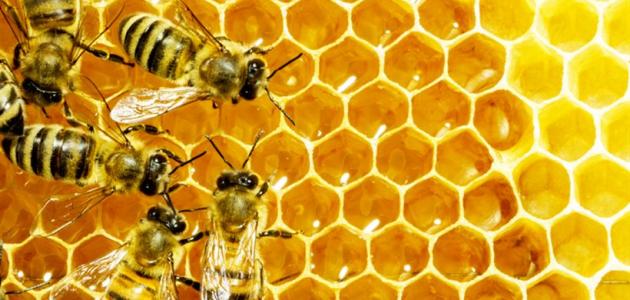 هام للنحالة… المستشار الفلاحي عبد العزيز باسو يقدم فيديو لحماية خلايا النحل من الانهيار