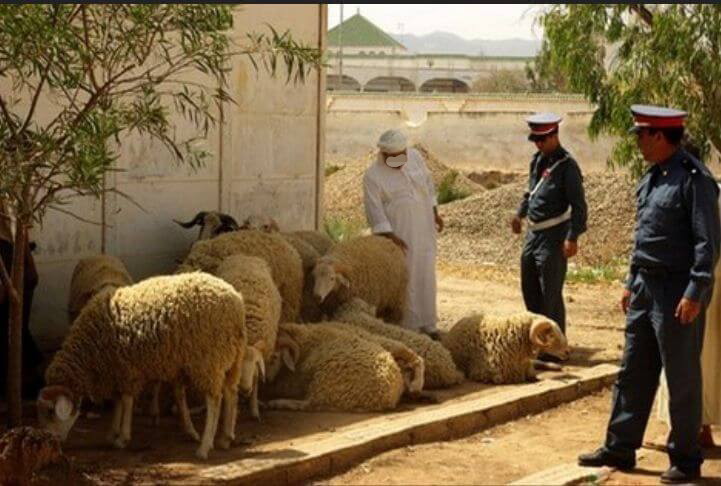 مابقات ثقة!.. ثلاثة ديال الكسابة من البرادية وزاوية الشيخ يتهمون راعي غنم بالسرقة والنصب عليهم في أزيد من 200 رأس من الغنم ومبالغ مالية كبيرة