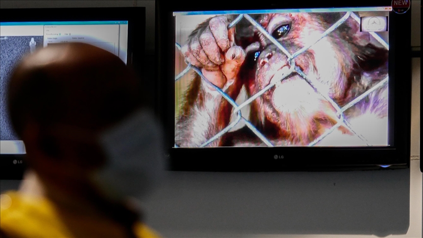 دكتور وباحث مغربي يطمئن المغاربة حول جدري القردة :” اكتشافه أول مرة بالعالم وأعراضه وطرق انتقاله وآليات الوقاية منه”