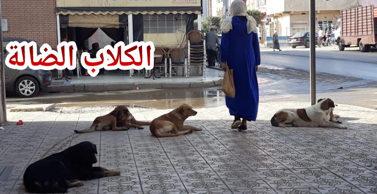 شهد شاهد من أهل الحكومة! … وزير سابق وقيادي سياسي يتعرض لعضة كلب ضال ويقاضي الجماعة ونشطاء يعلقون:” لكلاب الضالة ماتاتفرق لا بين وزير ولا مواطن”!!