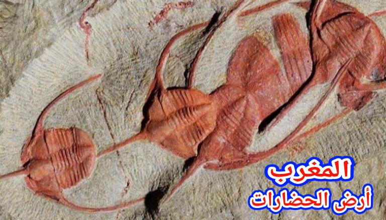 اكتشاف علمي جديد يخرج من المغرب… اكتشاف حشرات عمرها 470 مليون سنة