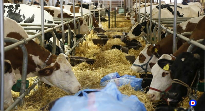 المغرب يستورد من البرازيل أكبر شحنة من الأبقار للحفاظ على استقرار الأثمان بالأسواق