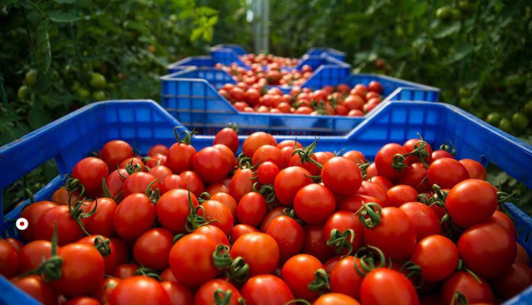 لعقبة للبصلة وبطاطا !… مسؤول مغربي يؤكد انتاج أطنان من الطماطم وتموين السوق بشكل وافر!