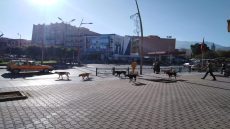 بني ملال ولات عامرة بشكل غير مسبوق!… انتشار الكلاب الضالة يثير قلق ساكنة حي الشرف ببني ملال ومواطنون يشتكون من تهديد الصغار والكبار وتشويه المنظر العام