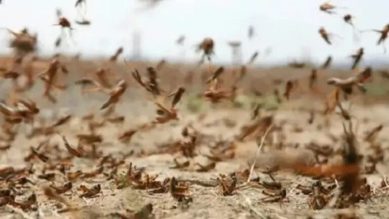منظمة التغذية والزراعة تنبه من وصول أسراب جديدة للجراد إلى المغرب وشمال إفريقيا
