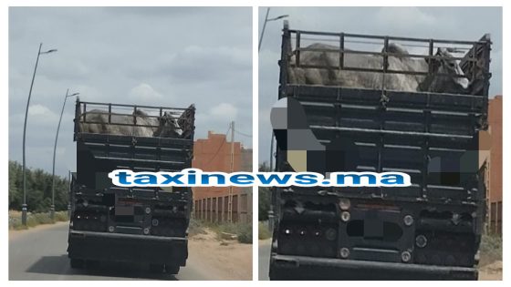 ناس لي تايسولو على الرخا وهاهي تاكسي نيوز جابت لكم الجواب وبالصورة الحصرية! … الأبقار المستوردة باقي تايجيبوها لبني ملال واللحم خاصو يكون رخيص كثر من هد الاثمنة لي عند الگزارة حيث الجودة ديال البگر المستورد ناقصة بالمقارنة مع البگر المحلي ديال لبلاد