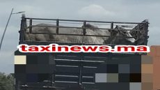 جايبين أطنان اللحوم وباقي الأثمنة غالية!… المغرب يحقق رقما قياسيا من لحوم الأبقار المستوردة من البرازيل