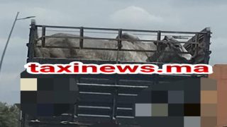 جايبين أطنان اللحوم وباقي الأثمنة غالية!… المغرب يحقق رقما قياسيا من لحوم الأبقار المستوردة من البرازيل