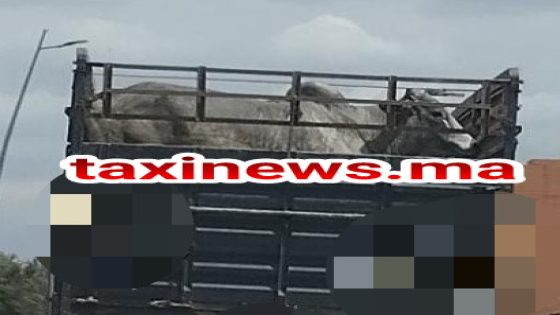 جايبين أطنان اللحوم وباقي الأثمنة غالية!… المغرب يحقق رقما قياسيا من لحوم الأبقار المستوردة من البرازيل