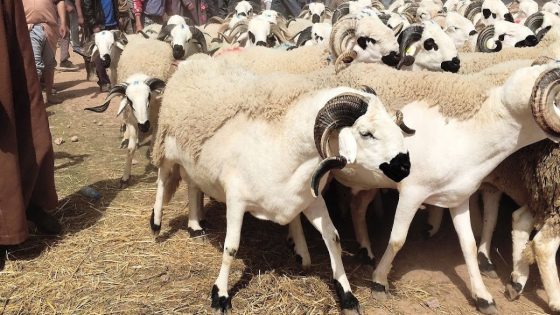 عاجل وبتعليمات والي الجهة!… السلطات المحلية بأولاد امبارك بني ملال تقرر منع ولوج شاحنات وبيكوبات المواشي للسوق الأسبوعي