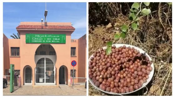النبگ بقا غا مشتت فالجماعة وهدشي تايبين ضعف المنتخبين والمنتخبات فبني ملال !… مستشارة جماعية فدورة بني ملال حايحات على صاحبتها المستشارة وقالت ليها :” سيري تنبگي” وجاوباتها المستشارة :” أيْوا أيْوا أطونسيون ماتقوليش ليا سيري تنبگي وغانتابعك قانونيا!