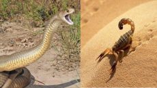 حظيو روسكم وديرو الاحتياطات… مديرية الصحة بأزيلال تتواصل مع الساكنة وتكشف عن تسجيل 89 حالة لسعة عقرب و3 حالات لذغة افعى بالاقليم