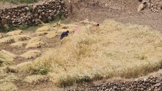 دوار سرمت بأيت بوكماز يعلن انطلاق موسم الحصاد وسط تفاؤل الفلاحين : تساقطات أنعشت آمالهم وسنابل مملوءة تفرح قلوبهم