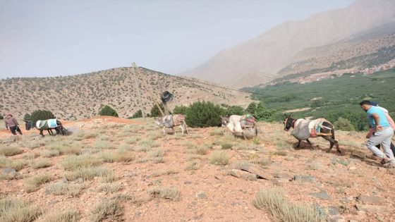 العامل نفذ الوعد ديالو وماضاع حق وراءه طالب وبعد مسيرة آيت بوكماز … طبيب يلتحق بمركز الصحي بتبانت وانطلاق تركيب لاقط هوائي جديد وشركة الاتصال تستعين بالدواب لنقل المعدات والتجهيزات
